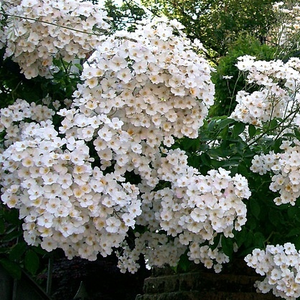 Biały  - róże pnące ramblery